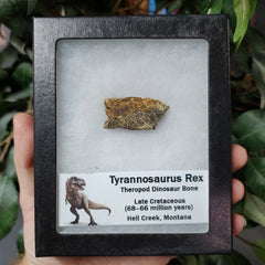 Tyrannosaurus Rex Bone, Frame K