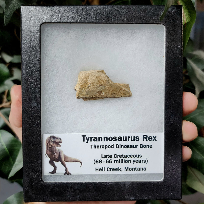 Tyrannosaurus Rex Bone, Frame L