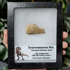 Tyrannosaurus Rex Bone, Frame L