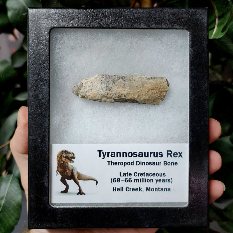 Tyrannosaurus Rex Bone, Frame M