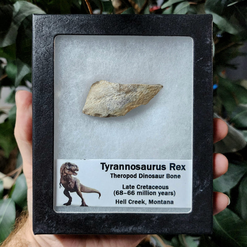 Tyrannosaurus Rex Bone, Frame N