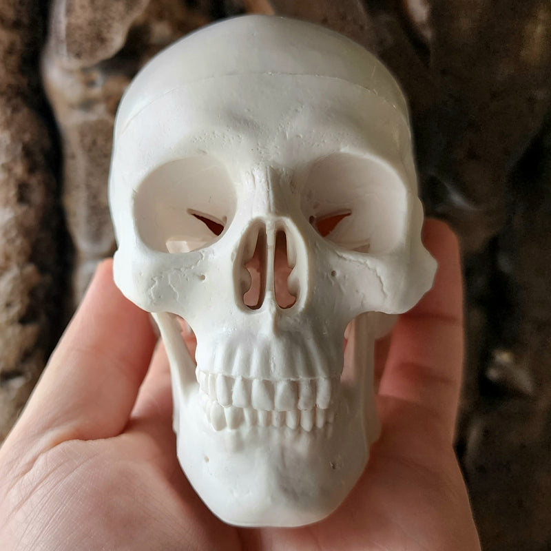 Human Skull, Mini (REPLICA)