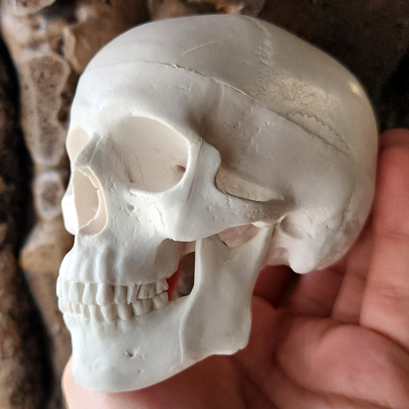 Human Skull, Mini (REPLICA)