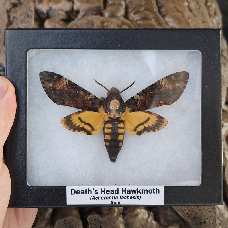 Death's Head Hawkmoths (SALE)