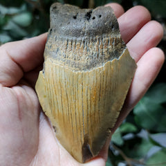 Megalodon Tooth J (4