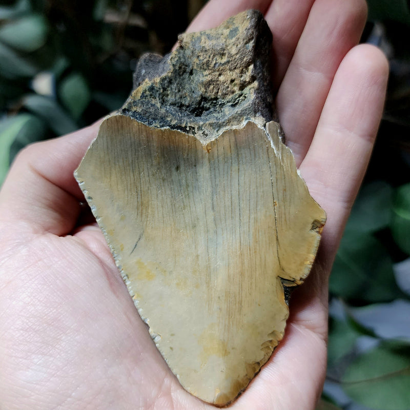 Megalodon Tooth J (4")