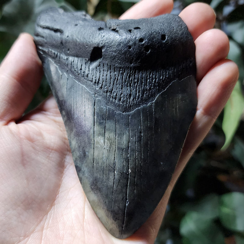 Megalodon Tooth Q (5")