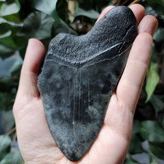 Megalodon Tooth Q (5