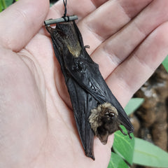 Brown Pipistrelle Bat Taxidermy, Hanging