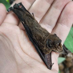 Javan Pipistrelle Bat Taxidermy, Hanging