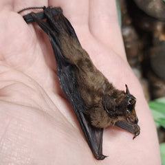 Lesser Bamboo Bat Taxidermy, Hanging