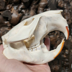 Beaver Skull (Missing Tooth)