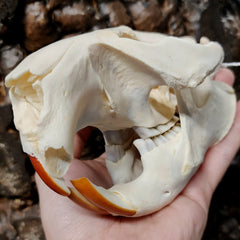 Beaver Skull (Missing Tooth)