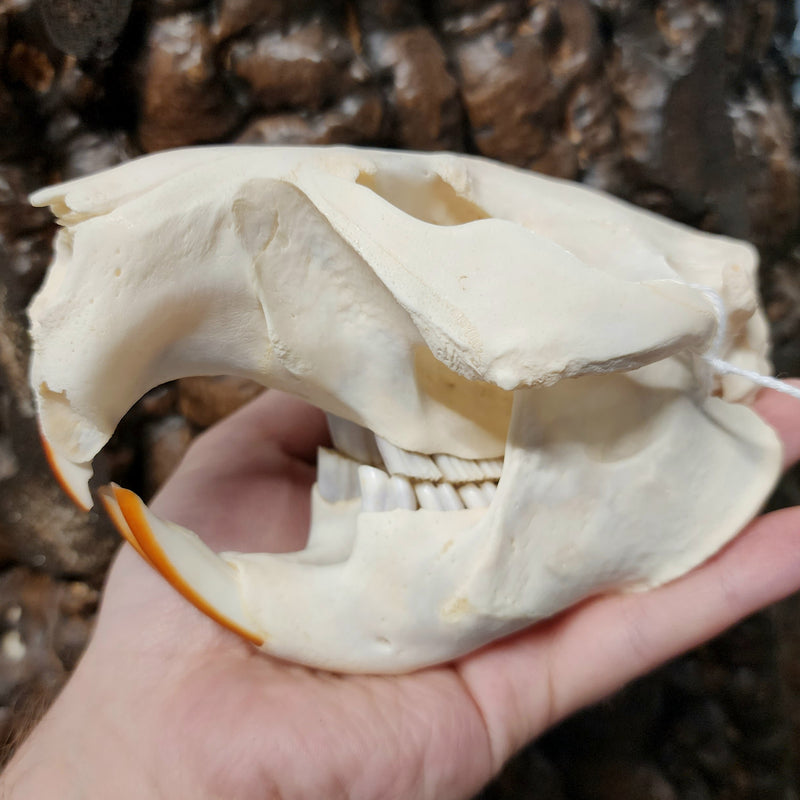 Beaver Skull (Missing Tooth)