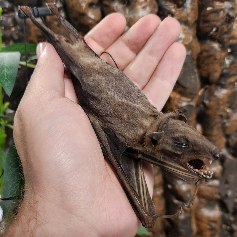 Cave Nectar Bat, Hanging Taxidermy