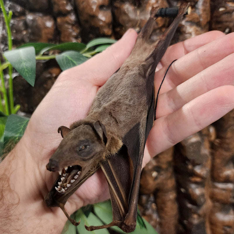 Cave Nectar Bat, Hanging Taxidermy