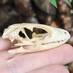 Tokay Gecko Skull