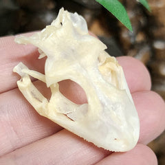 Tokay Gecko Skull