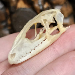 Tokay Gecko Skull