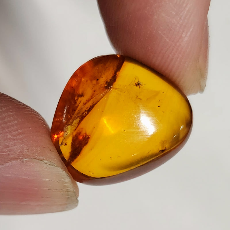 Insects In Dominican Amber, E