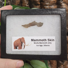 Woolly Mammoth Skin (Ex-Museum)