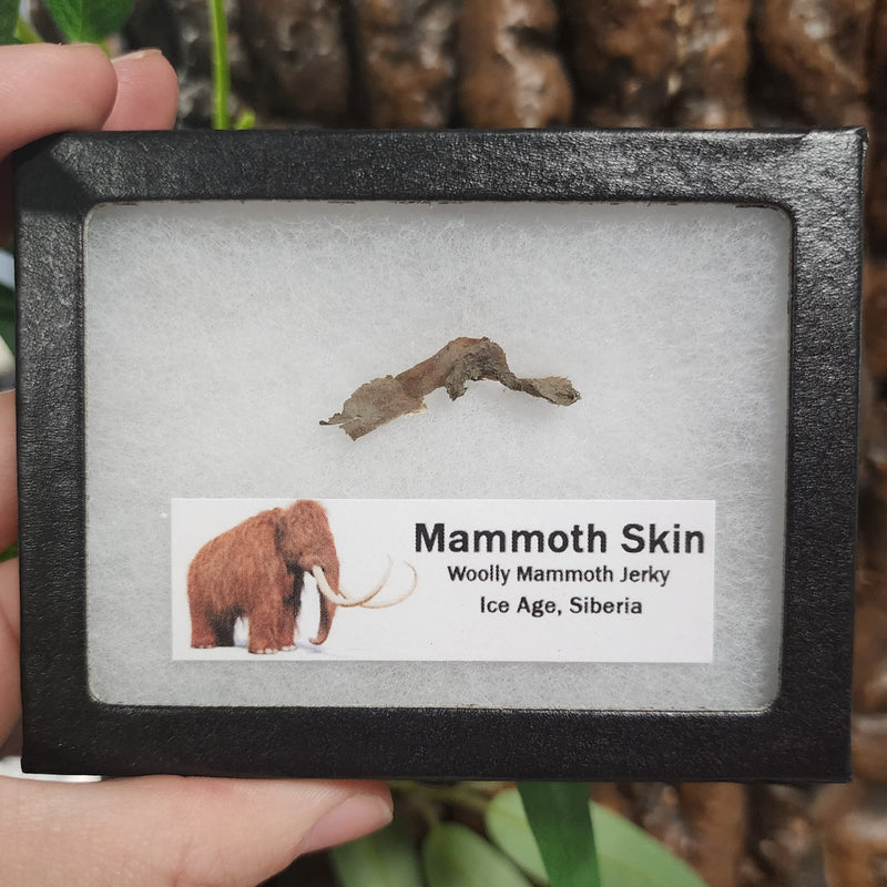 Woolly Mammoth Skin (Ex-Museum)