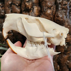 Beaver Skull (Damaged Jaw)