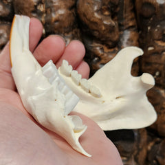 Beaver Skull (Damaged Jaw)