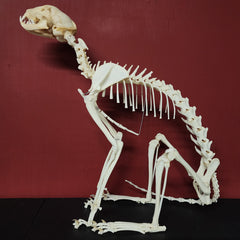 House Cat Skeleton, Sitting (Ex-Museum)