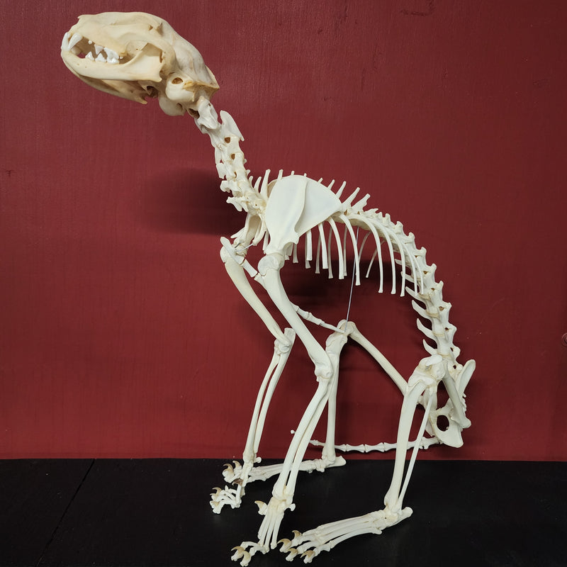 House Cat Skeleton, Sitting (Ex-Museum)