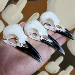 Carrion Crow Skulls (B Grade)