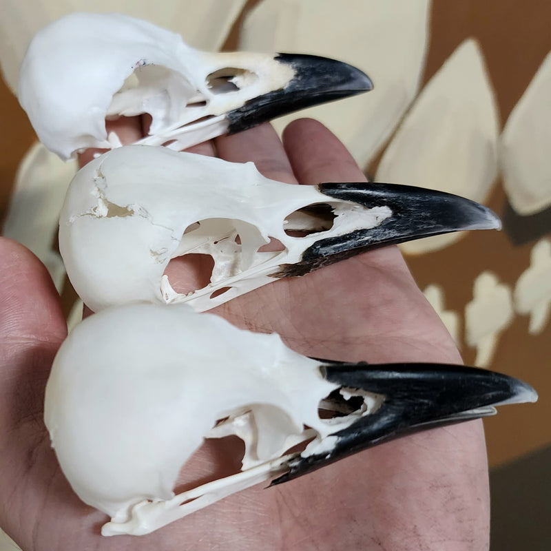 Carrion Crow Skulls (B Grade)