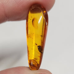 Insects In Dominican Amber, I