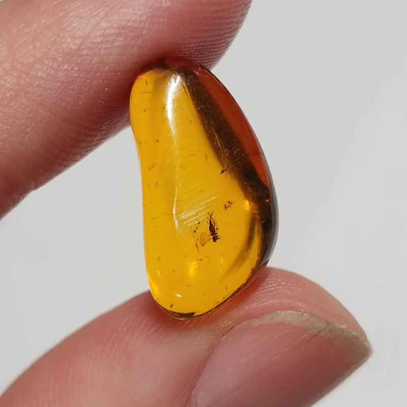 Insects In Dominican Amber, L