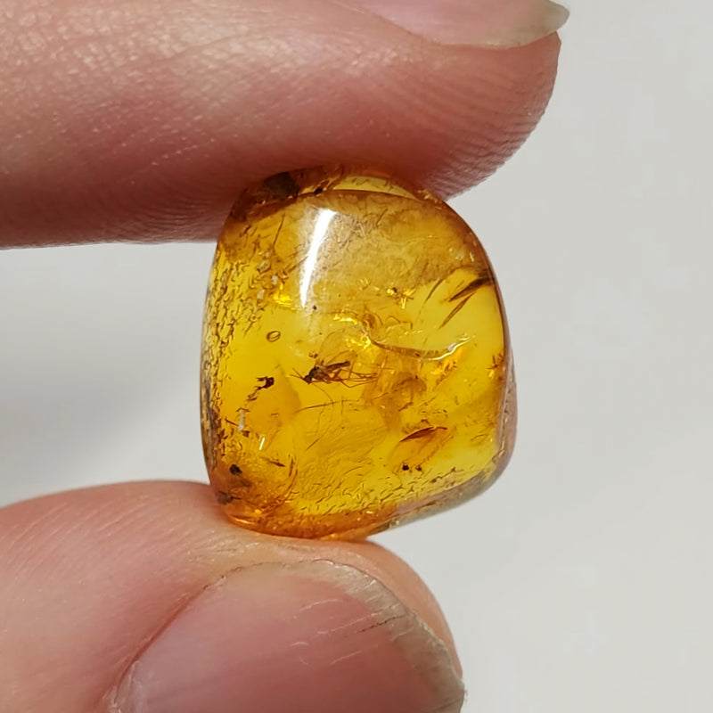 Insects In Dominican Amber, M