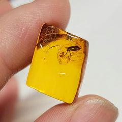 Insects In Dominican Amber, N