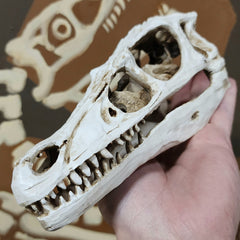 Velociraptor Dinosaur Skull Replica