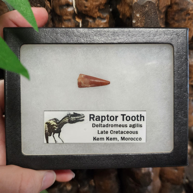 Raptor Dinosaur Tooth A (Morocco)