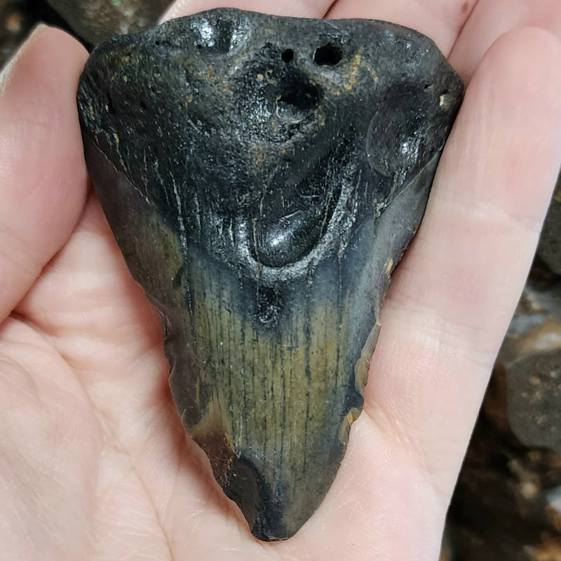 Megalodon Tooth A (2.85")