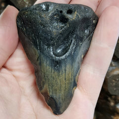 Megalodon Tooth A (2.85