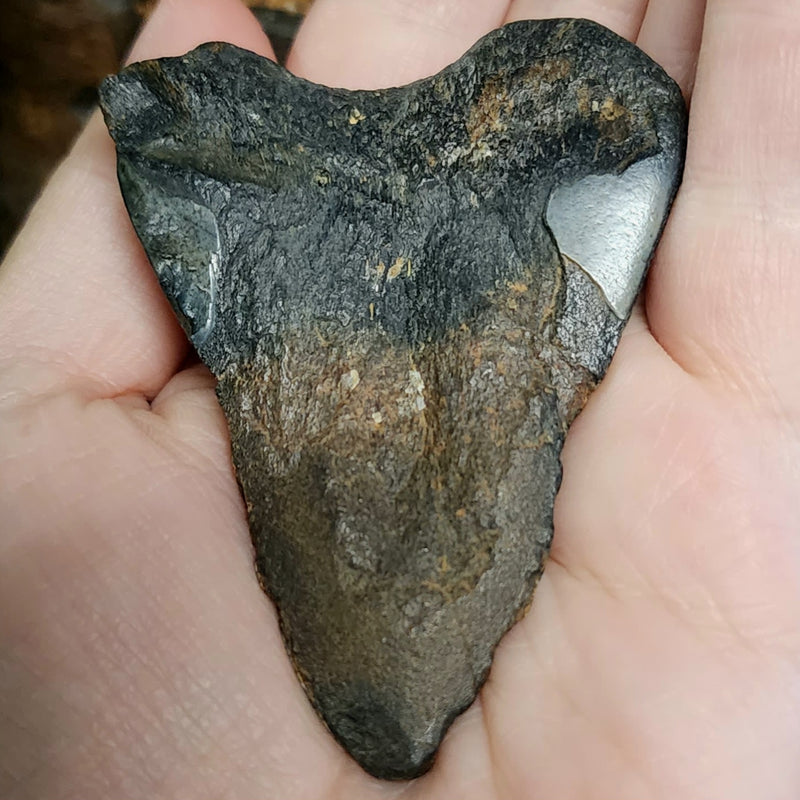 Megalodon Tooth A (2.85")