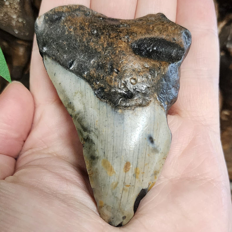 Megalodon Tooth B (3.25")