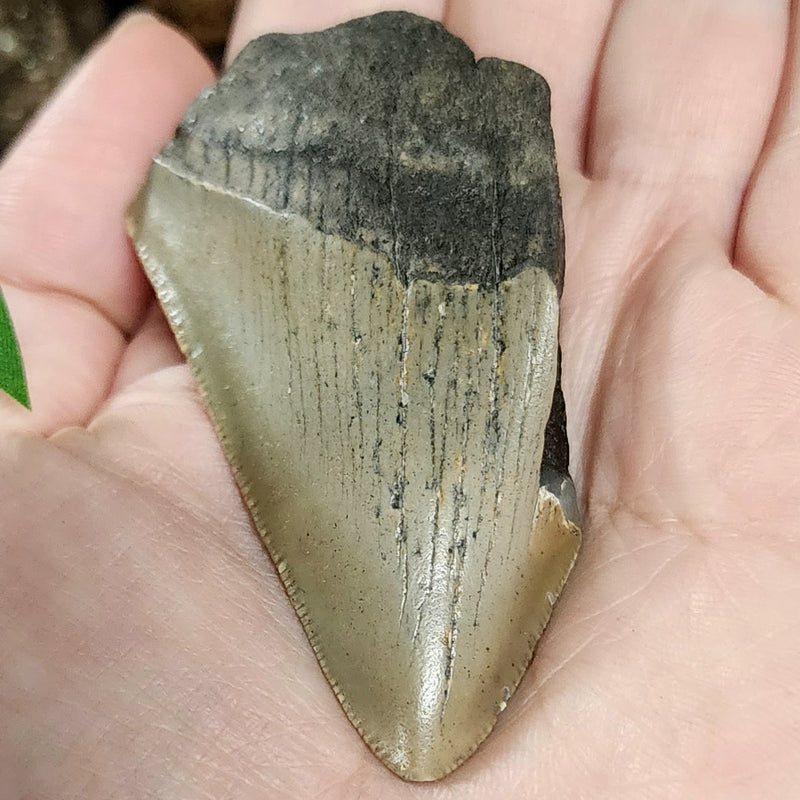 Megalodon Tooth D (3.25")