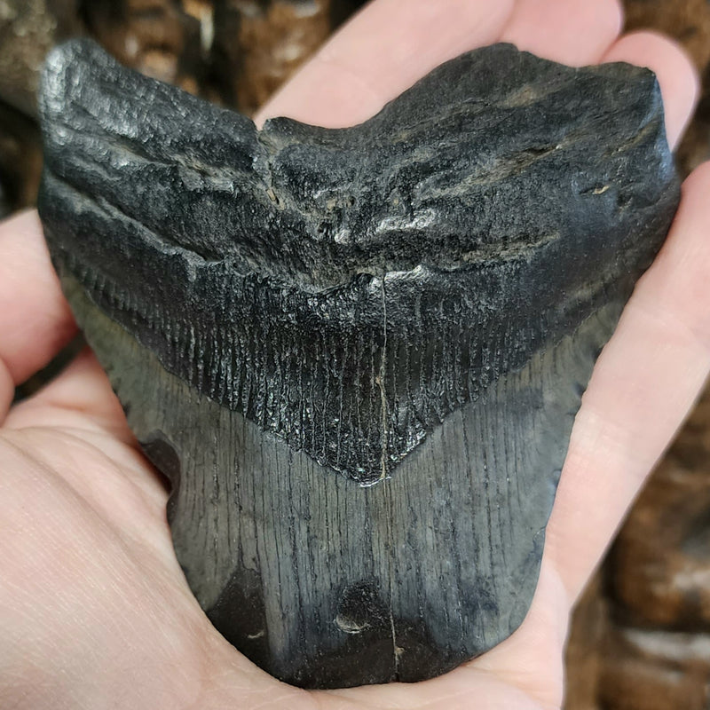 Megalodon Tooth G (3.85")