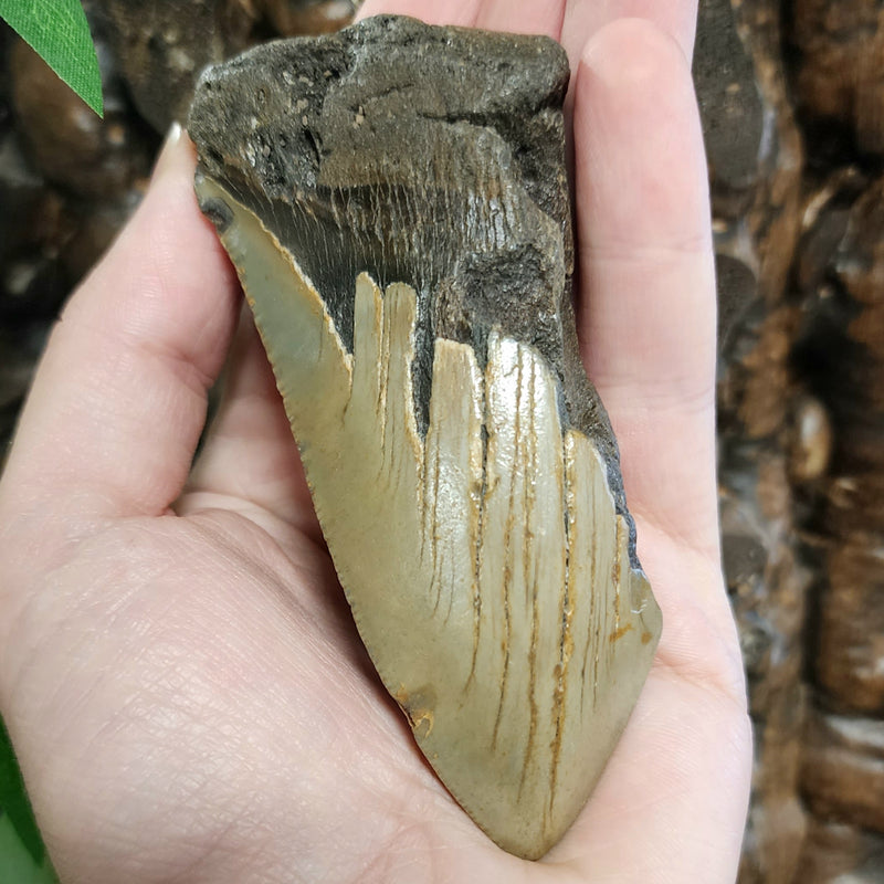 Megalodon Tooth H (4")