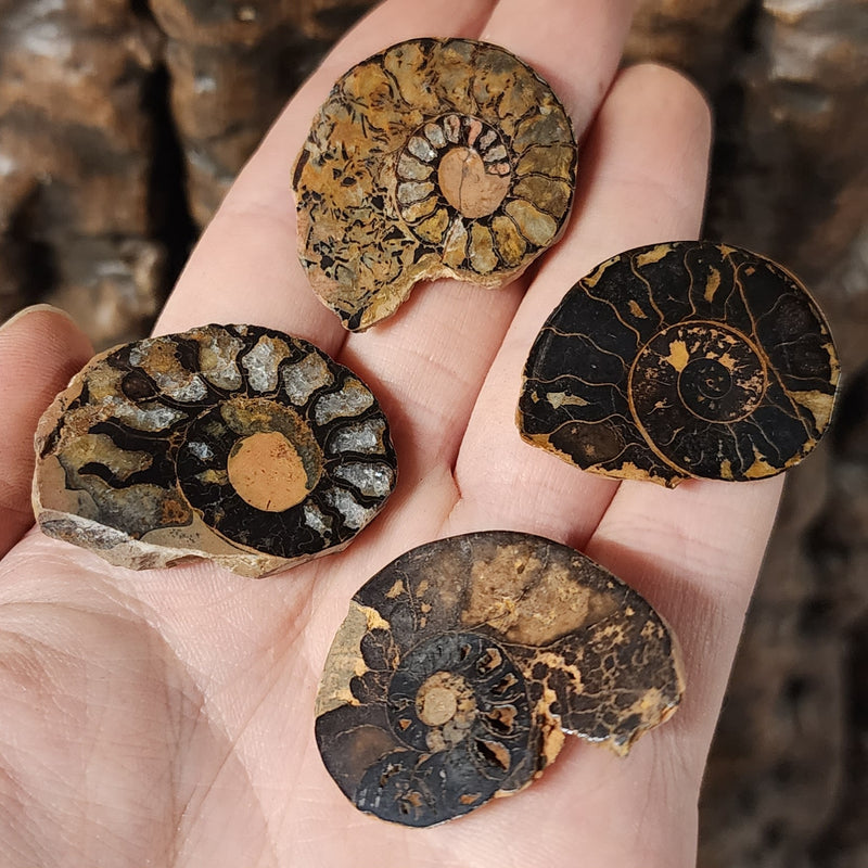 Polished Ammonites, Jurassic