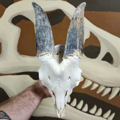 Goat Skull, B