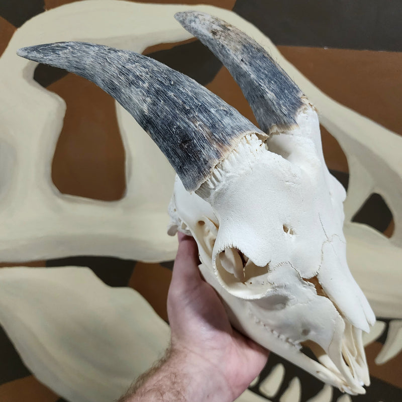 Goat Skull, B