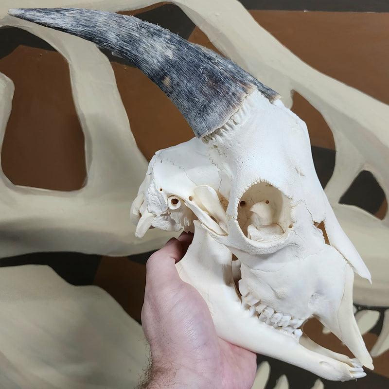 Goat Skull, B