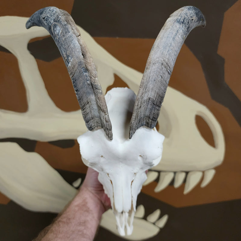 Goat Skull, F